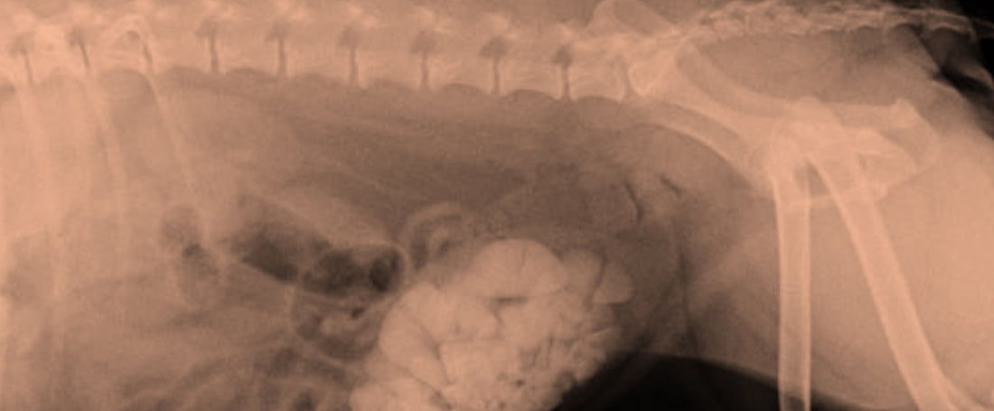 Dog Health Starts in the Gut – Origin Labs, Inc.