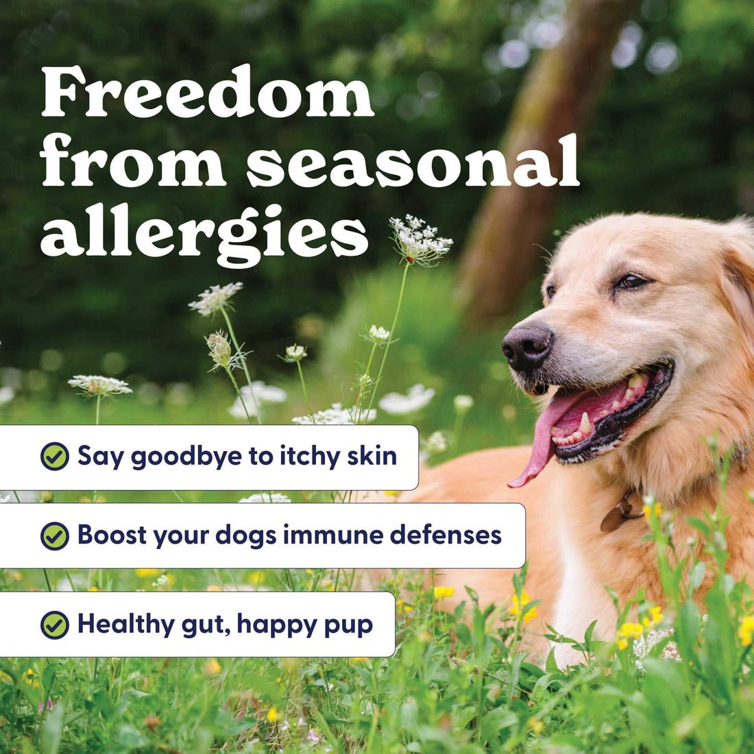 Dog Itchy Ears Relief, Allergy & Immune Supplement for Dogs