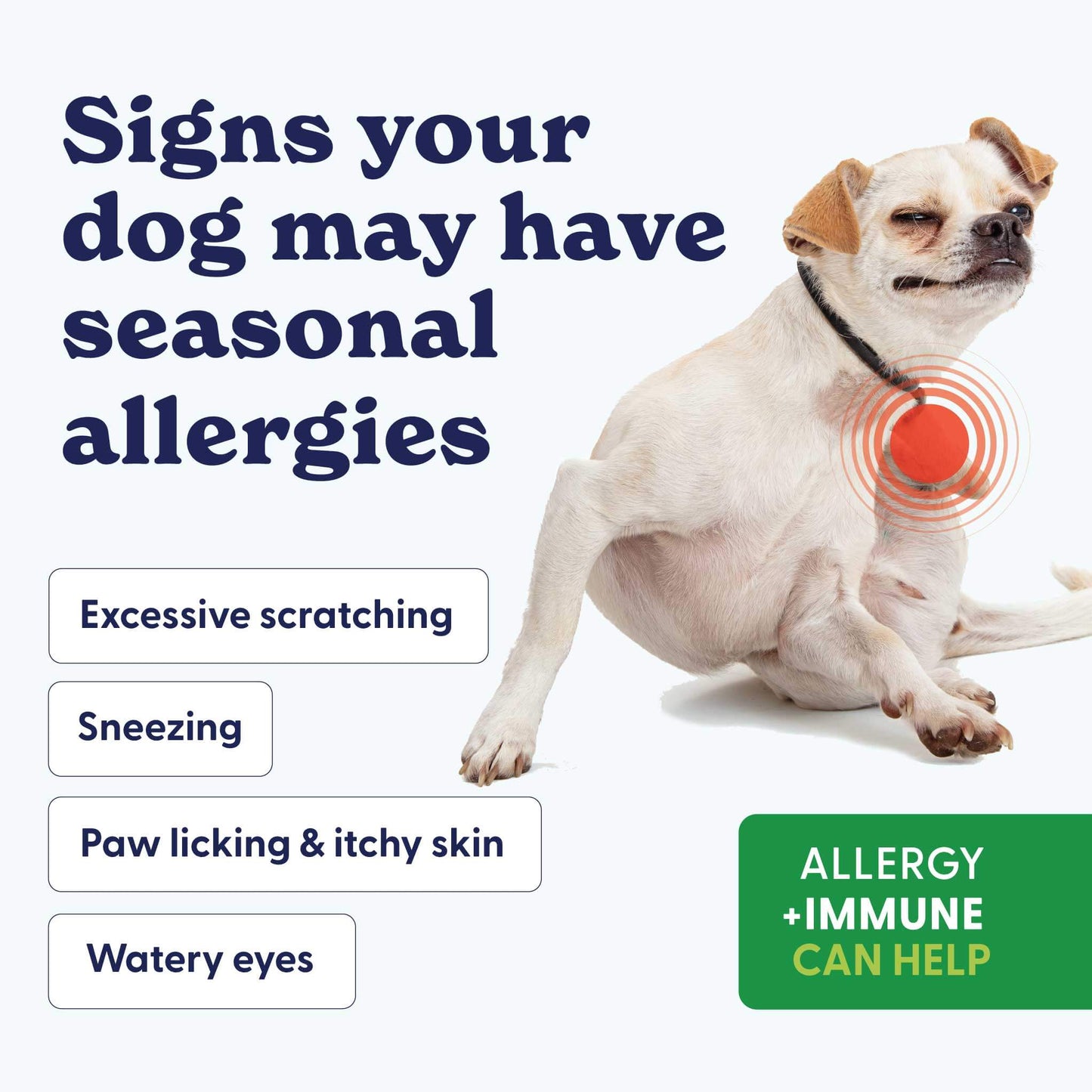 Allergy + Immune