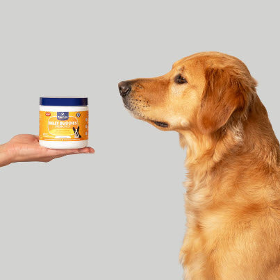 Belly Buddies Probiotic Chews for Dogs