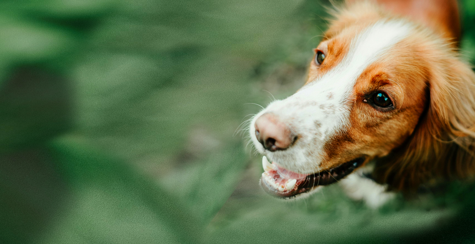 <h1><strong>Gut Health, </strong>Unleashed</h1>